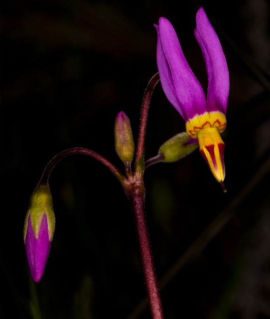 Dodecatheon cusickii - Crusick's Shooting Star 15-7522_1.jpg